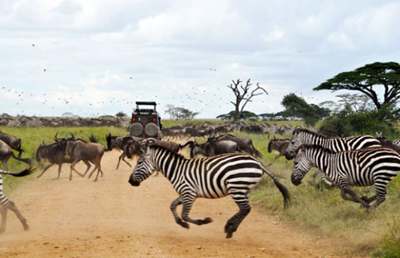 Tourist activities to do in Arusha National Park