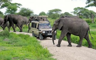 Safaris in Tanzania