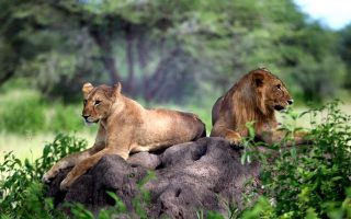 10 Days Tanzania Wildlife safari