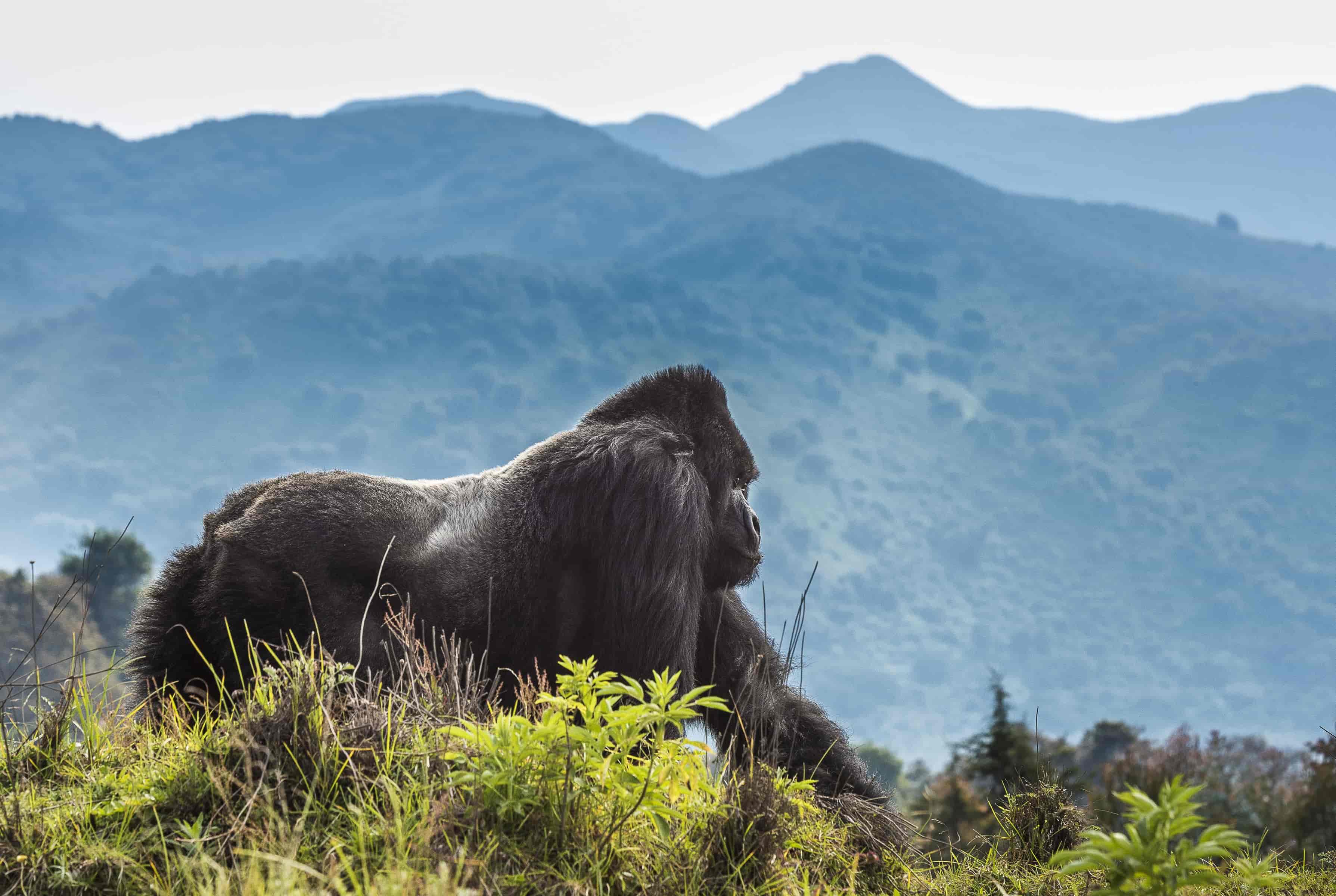 6 days Nyiragongo and Congo gorillas safari