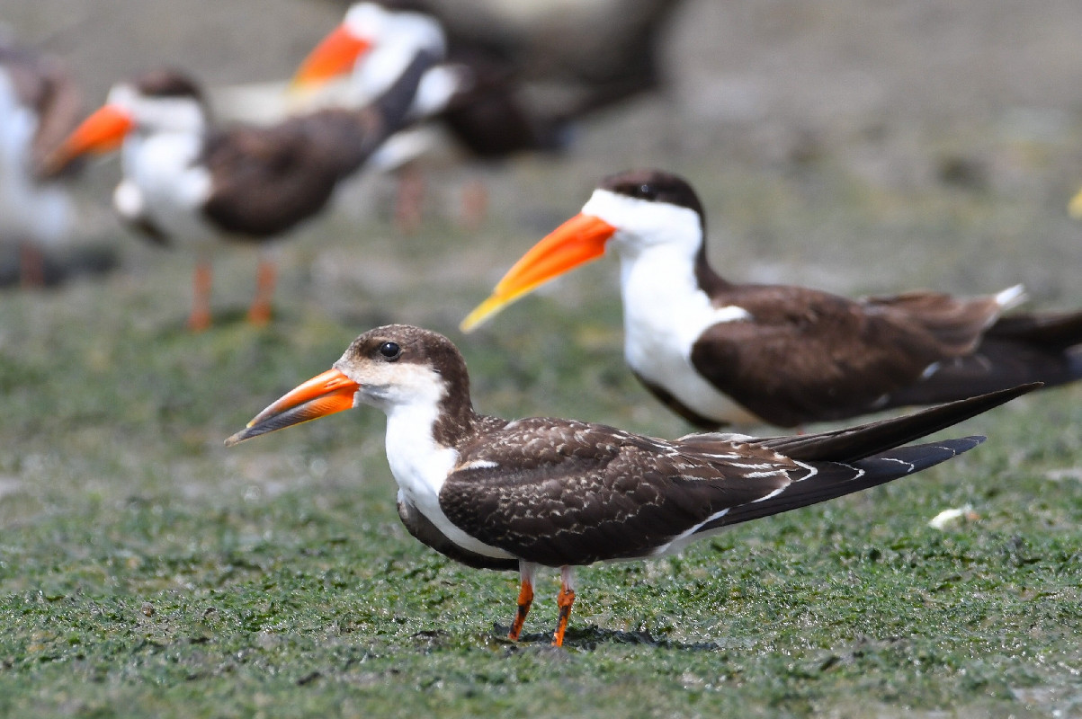 7 Fascinating Facts about Nyerere National Park