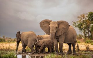 How To Plan The Best African Safari On A Budget