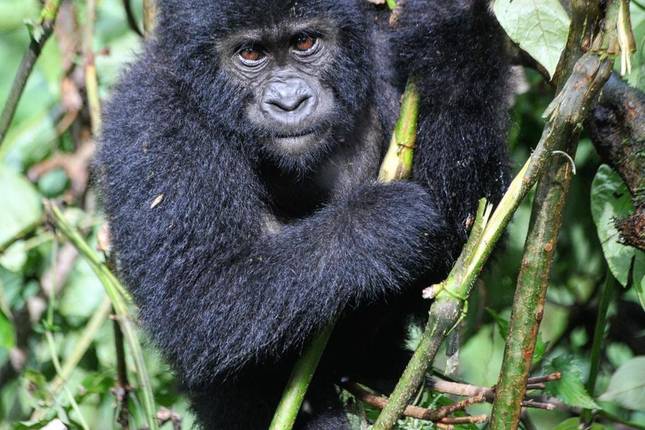 Mountain gorilla trekking Uganda from Kigali