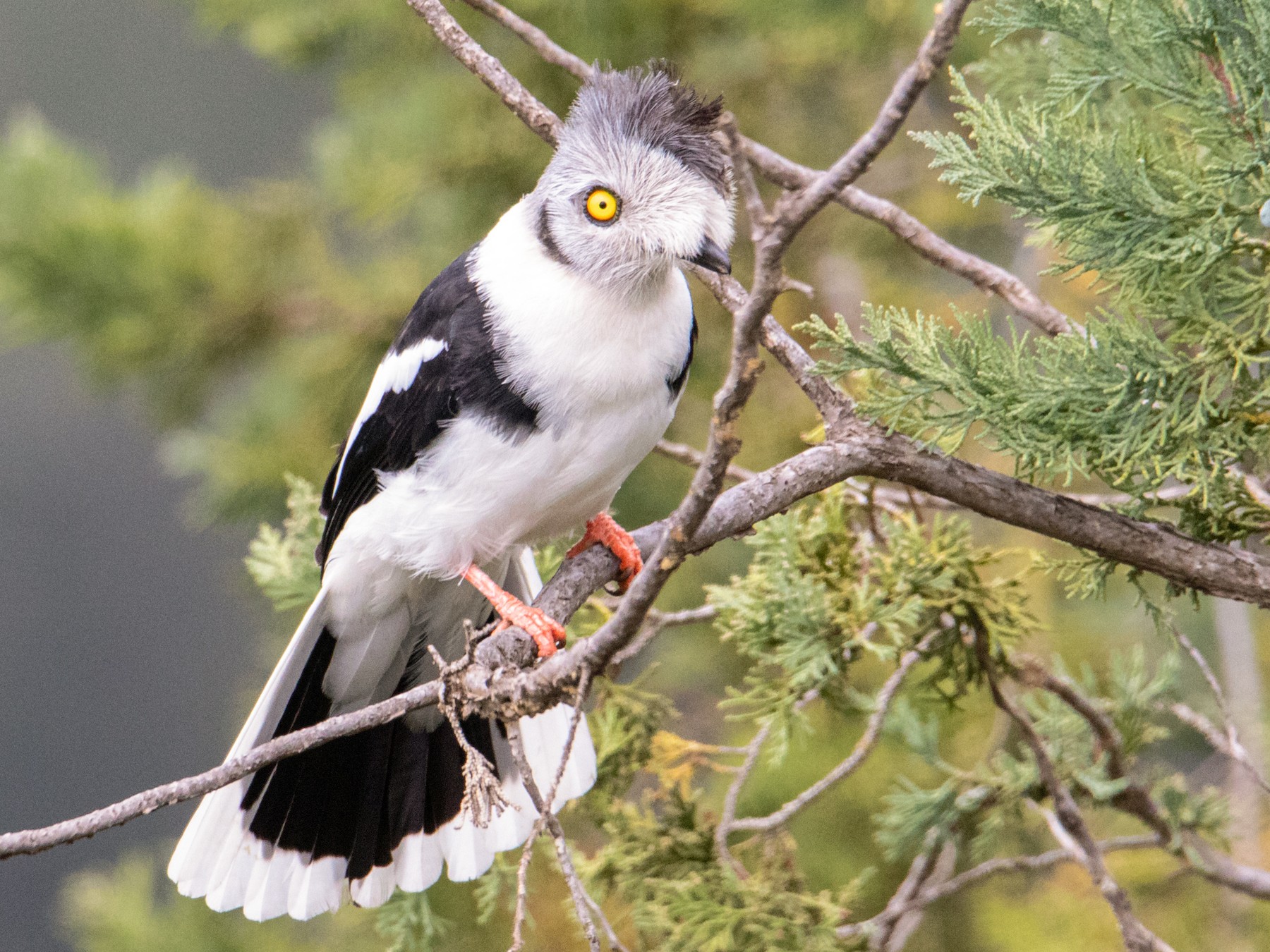 The Best Times And Places For Bird Watching In Tanzania