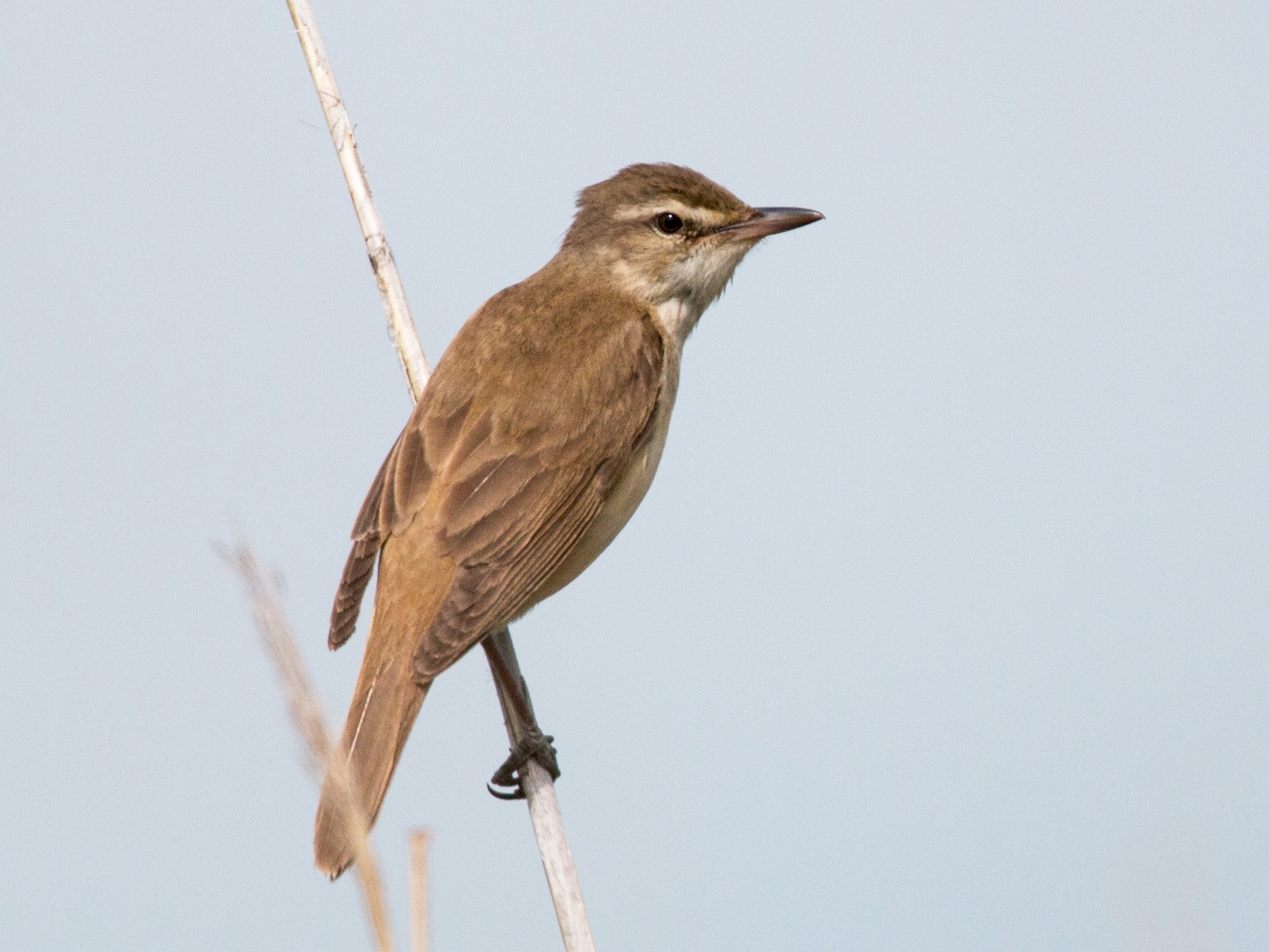 Birds in Tanzania