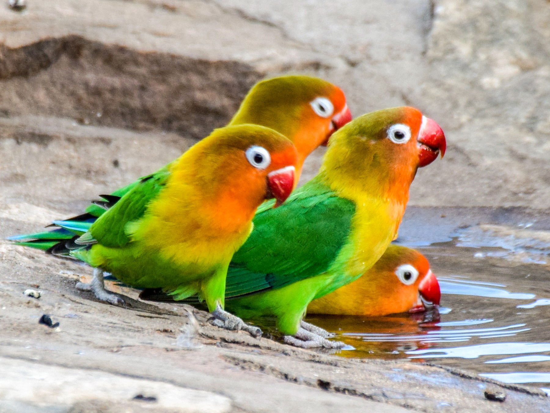 Serengeti National Park Birding