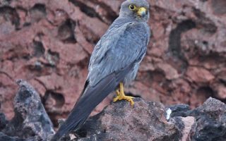Lake Mburo National Park Bird Checklist
