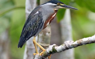 Mabira Forest Bird Checklist