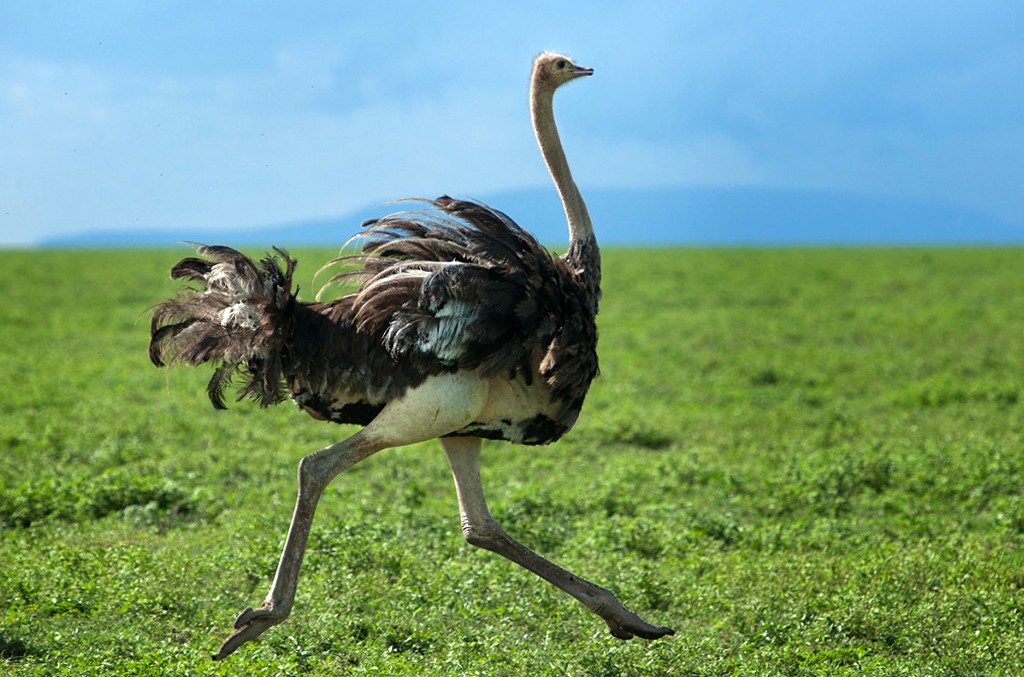 The Birds of Tanzania 