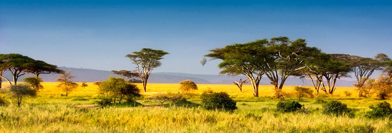Tanzania Vs South Africa Safaris | Tanzania Safaris Tours | SouthAfrica