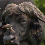 3 Days Uganda Safari To See The Big 5 Animals