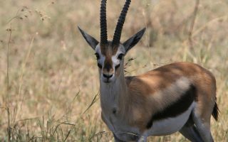 How to save on your safari in Uganda