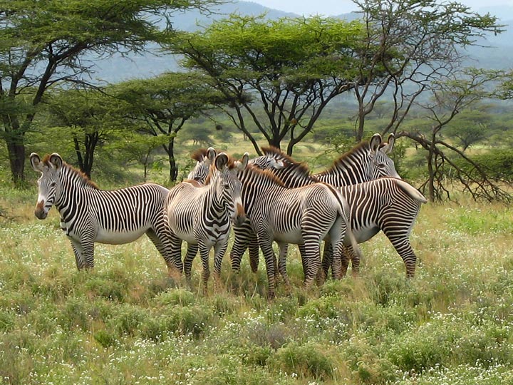 12 days Kenya wildlife safari 