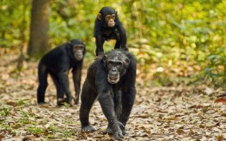 Weather and Climate of Gombe Stream National Park