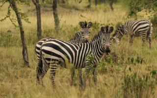 3 Days Lake Mburo Wildlife Safari