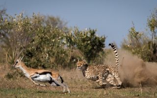 3 Days Ruaha Fly In Safari Holiday