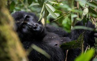 Tailor Made Rwanda Trips