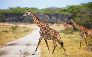 3 Days Selous Fly In Safari