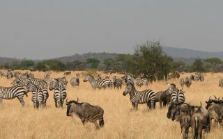 Which is the most visited national park in Tanzania?