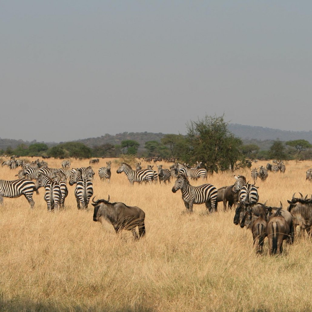 7 days Serengeti and Bwindi safari