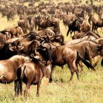 Facts About Tanzania Great Wildebeest Migration