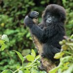 16 Days Kenya, Tanzania & Uganda Gorillas