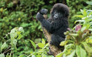 16 Days Kenya, Tanzania & Uganda Gorillas