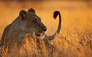 4 Days Luxury Flying Safari to Selous Game Reserve