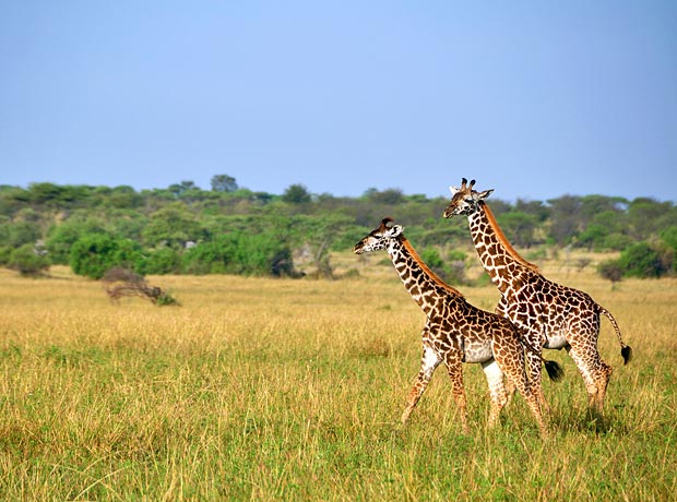 Meet the Tanzanian Giraffes