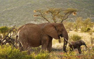 5 days Masai Mara, Samburu and Lake Nakuru