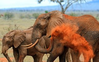 Guide to Visiting Tsavo West National Park