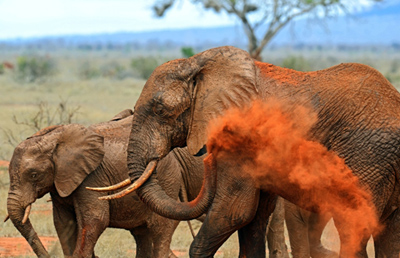 10 days Zanzibar, Serengeti and Kenya safari