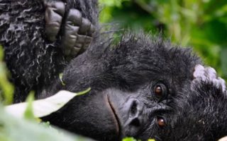 6 Day Kenya And Uganda Safari