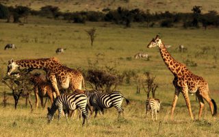 6 Days Kenya Wildlife Safari Highlights
