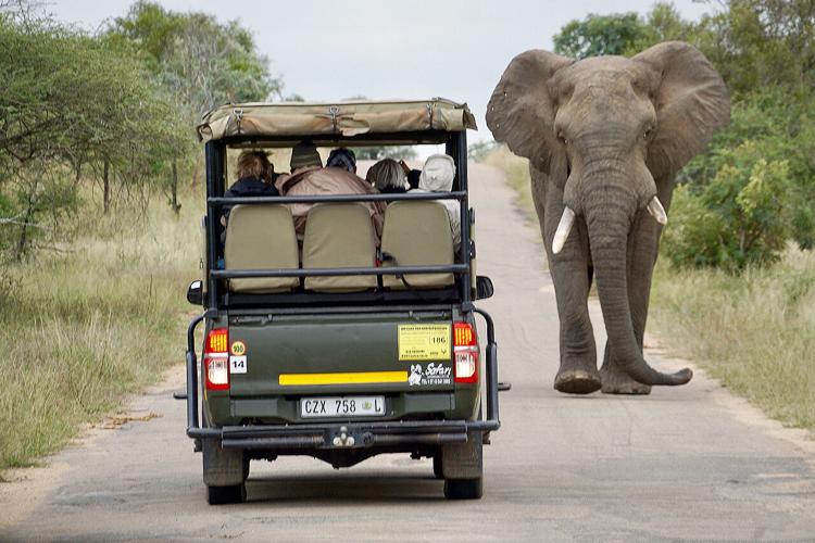 Kruger National park Vs Masai Mara Vs Serengeti National Park 
