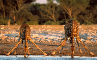 7 Days Best of Kenya Wildlife Safari