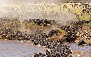 7 Days Tanzania Wildebeest Migration Safari (Serengeti National Park)