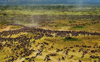 7 Days Tanzania Wildebeest Migration tour