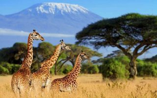 Health Benefits Of African Safaris