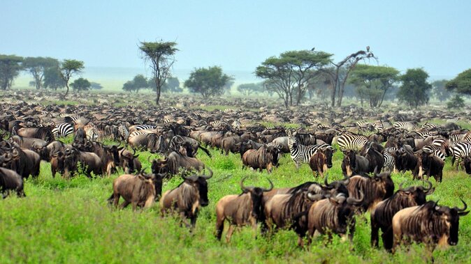 Entrance fees for Serengeti national park 