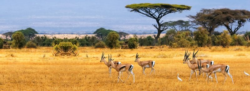Kenya Tourism and Safari Circuit