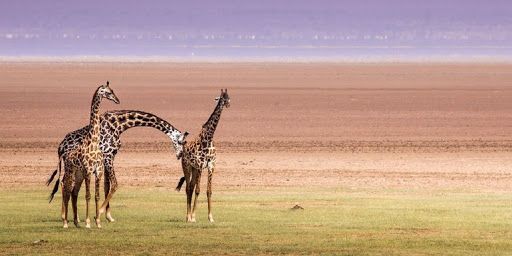 Lake Manyara National Park 