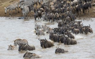 9 Days Best of Tanzania Wildlife Safari