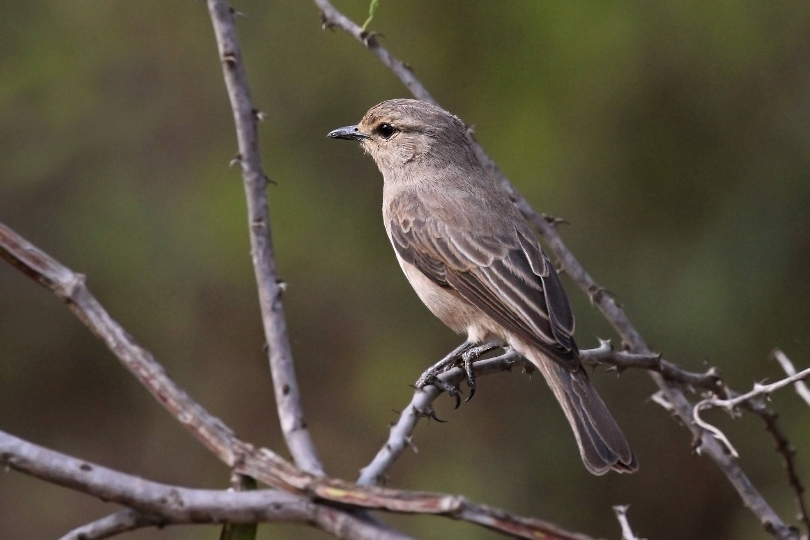Birding Safari in Tanzania 
