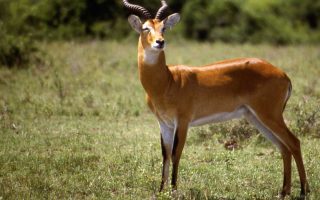 Pande Game Reserve