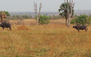 Aswa Lolim Game Reserve