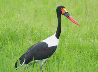 Things to see in Mikumi national park