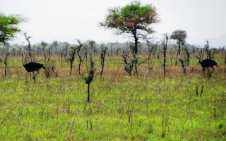 Bokora Wildlife Reserve