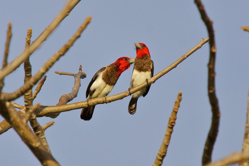 Birds in Diani and Ukunda Area