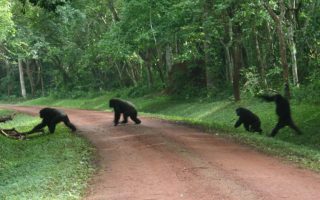 Budongo Forest